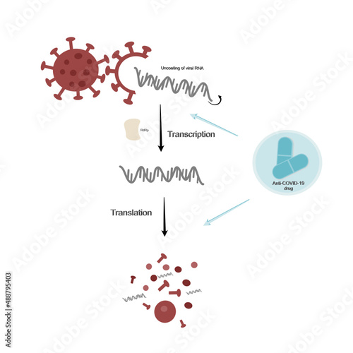 The target pathway of Anti-COVID-19 (SARS-CoV-2) Drug for inhibit viral infection or Coronavirus-2019 disease (COVID-19) treatment