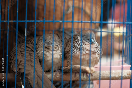 Doves in the cage are very pitful sale in the countryside local market for the food. photo