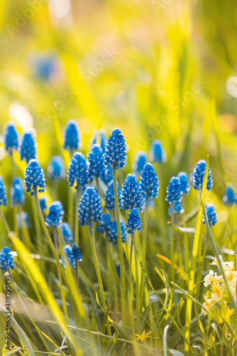 Grape hyacinth flowers close up. Floral spring colorful background. Blooming muscari in the field. Bright blue flowers on a yellow background. Seasonal wallpaper for design