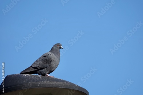 Pigeon takes a rest on the street light with blue sky background in Prague. High quality photo