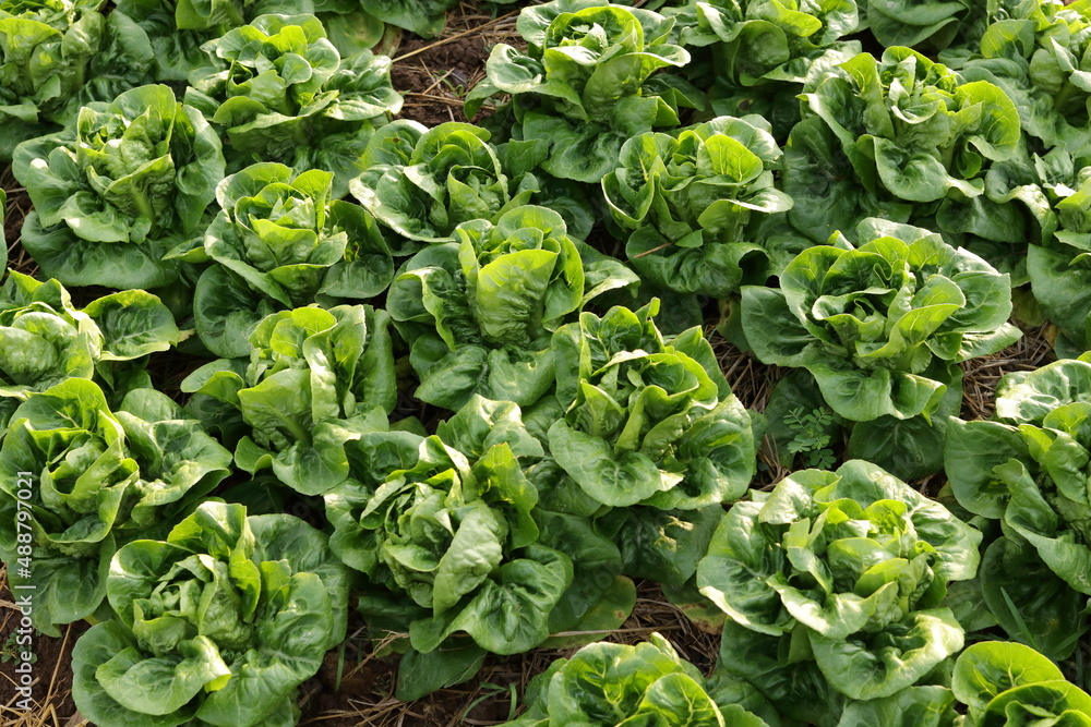 Organic and non-toxic vegetable growing on soil. Vegetable salad farm with beautiful colors, clean, fresh and safe. Organic farming concept. healthy food Organic and non-toxic vegetable growing on soil. Vegetable salad farm with beautiful colors, clean, fresh and safe. Organic farming concept. healthy food