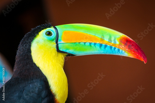 The toucan pico iris or toucan is a species of bird of the Ramphastidae family. This is a kind of population in southern Mexico, Colombia and western Venezuela. It is the national bird of Belize. photo