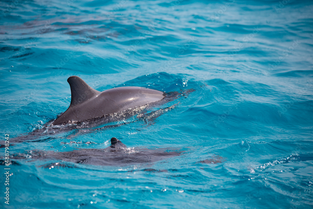 Fototapeta premium Dolphins in the water in Maldives islands