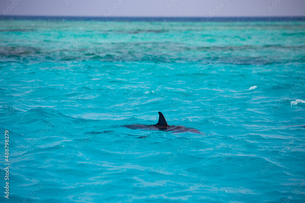 Fototapeta premium Dolphins in the water in Maldives islands