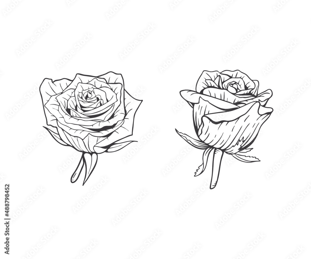 Obraz premium roses on white background isolated on white use for logo design, wedding invitation, pattern