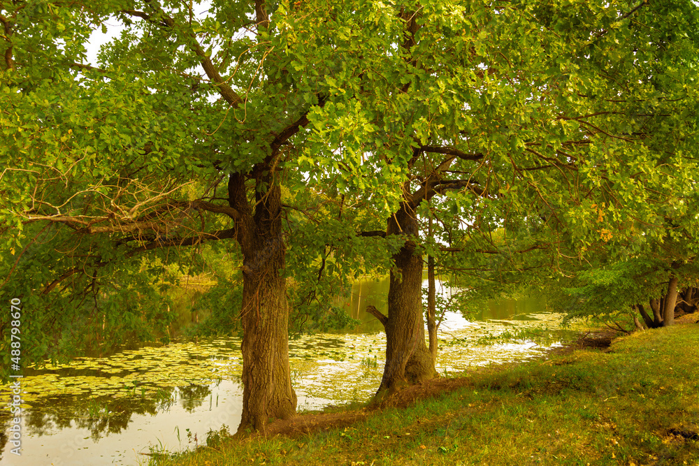 beautiful trees on the shore of the pond beautiful trees on the shore of the pond