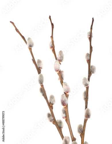 Beautiful pussy willow twigs isolated on white background, closeup