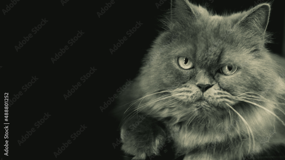 Persian cat portrait in black and white. 