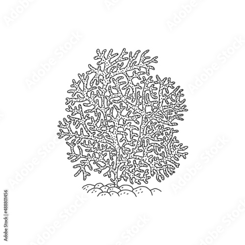 Coral. Vector coralline reef ocean animal underwater life doodle black white line isolated illustration.
