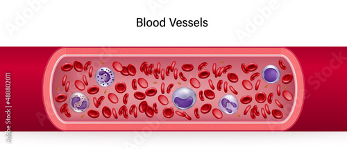 Human blood vessels. Red blood cells, Platelets and White blood cells.