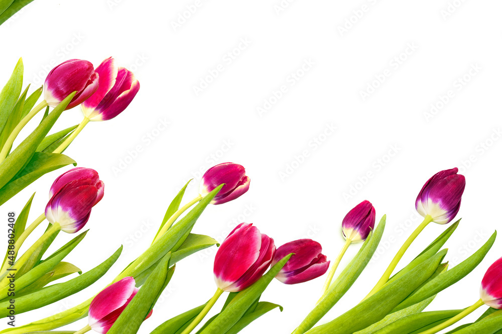 Obraz premium spring colorful flowers tulips. floral collection.