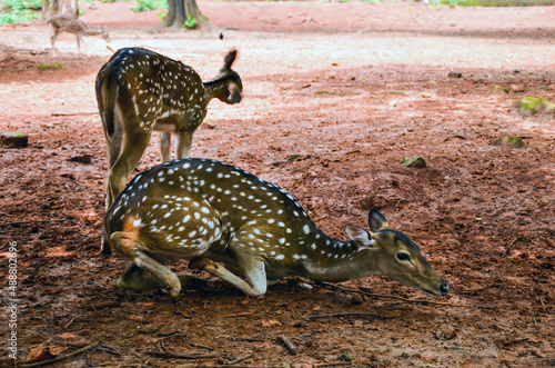 Visayan spotted deer or visayan deer standing up from the red muddy ground. Philippine spotted deer, Sri Lankan axis deer or Ceylon spotted deer resting in a hot day.
