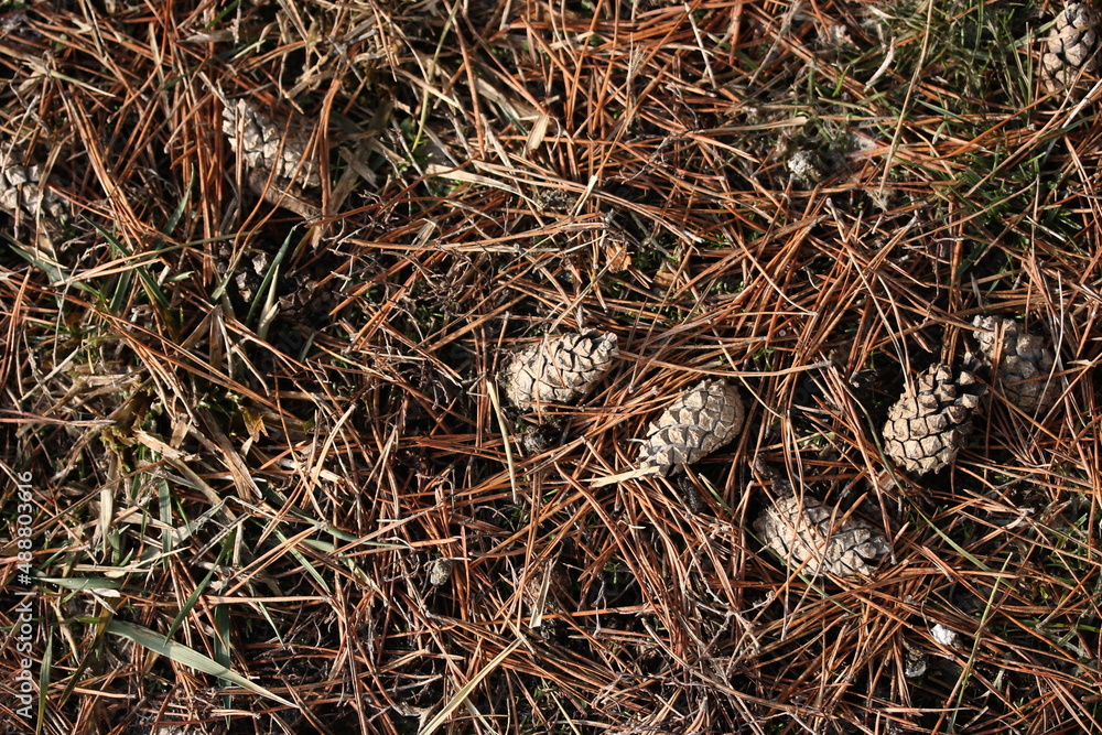 Top view of pine fallen cones and brown needles Top view of pine fallen cones and brown needles