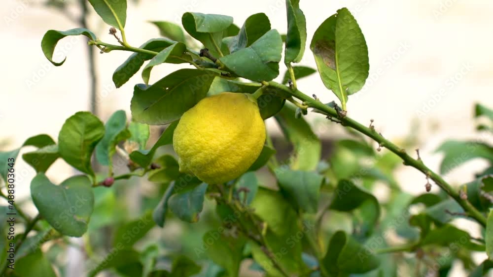 Lemon fruit grows on the tree Lemon fruit grows on the tree