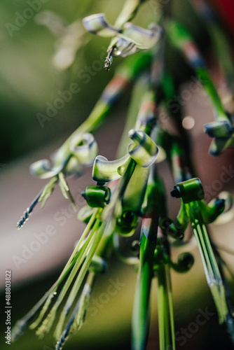 close up of a billbergia nutans with blurry background photo