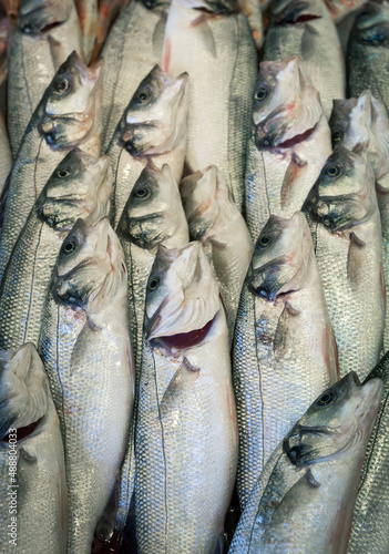 Fresh fish at fish market