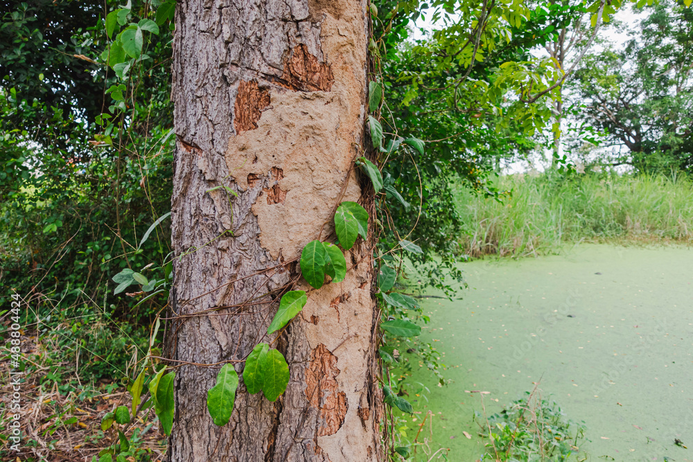 Obraz premium termite nest is attached to a large tree in the middle of nature