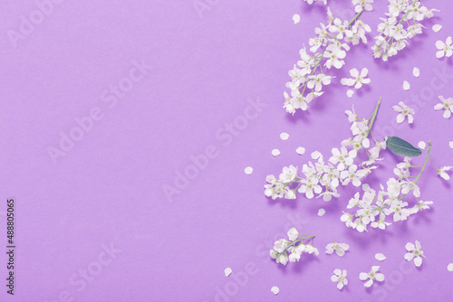 bird cherry on purple paper background