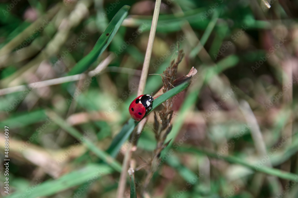 Fototapeta premium Coccinelle à sept point prise dans l'Haut-Jura