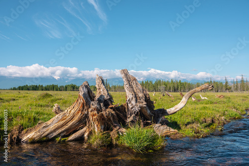 Scenic alpine landscape with beautiful old snag in creek with clear water against forest and large snowy mountain range in low clouds in bright sun under blue sky. Old tree root in brook in sunny day.