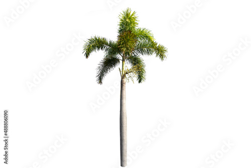 Beautiful sugar palm Isolated on the white background. © KE.Take a photo