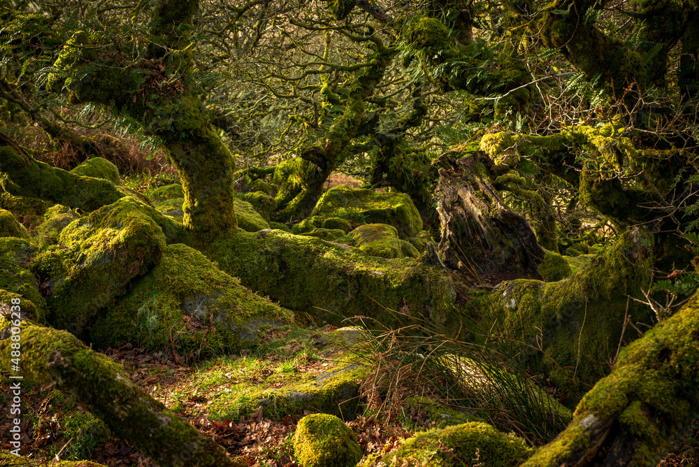 Moss covered oaks and granite rocks at Wistmans wood
