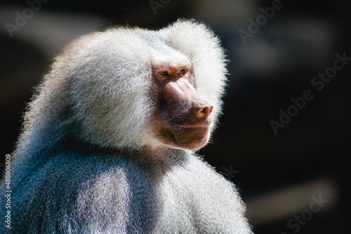 close up of a baboon portrait photo