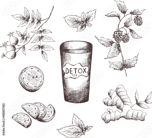 Hand drawn vintage vector sketch.set of detox tea.lemon,ginger root,mint leaves,raspberry sprig. Leaves. glass of tea.Drink to go.transparent background.naturopathy Eps image for label,package