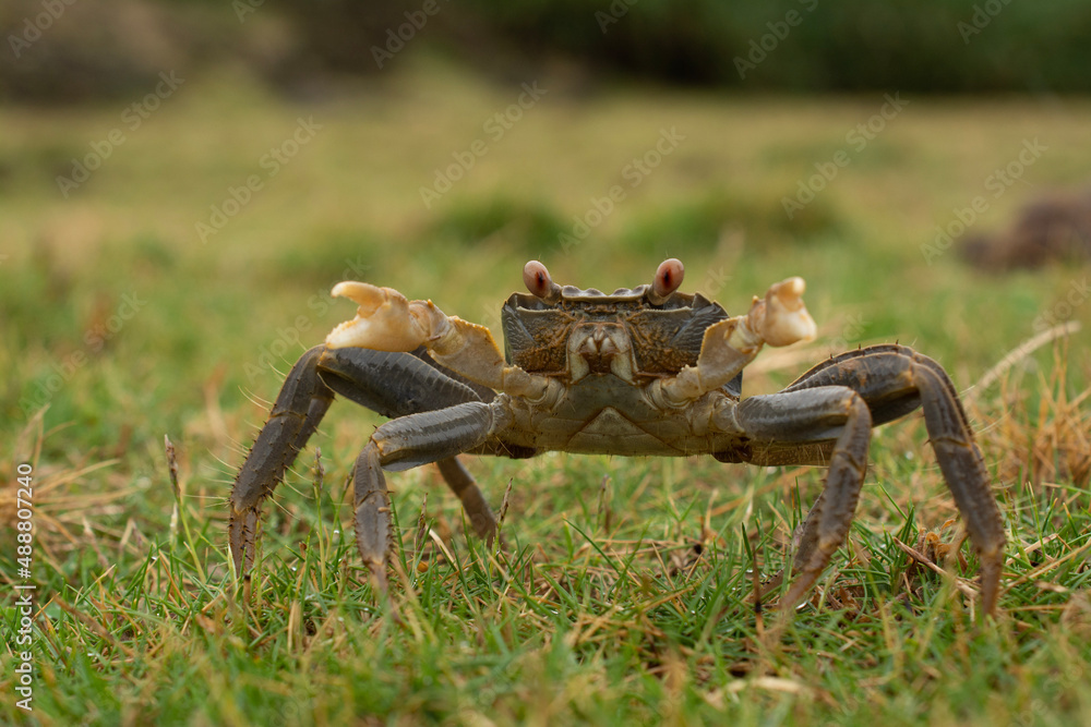 Fototapeta premium crab on the grass