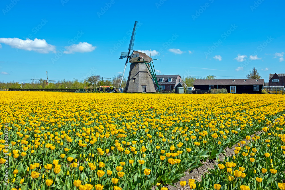 Blossoming tulips and windmills in the countryside from the Netherlands