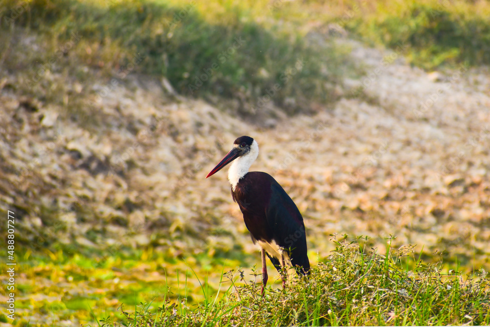 Obraz premium Woolly-necked stork bird in the forest.