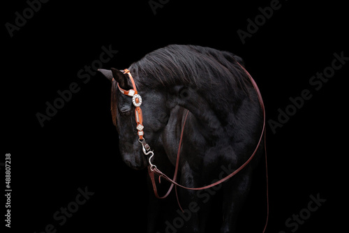 American Quarter Horse photo