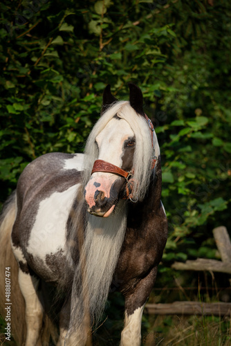 Gypsy Cob