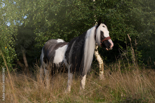 Gypsy Cob