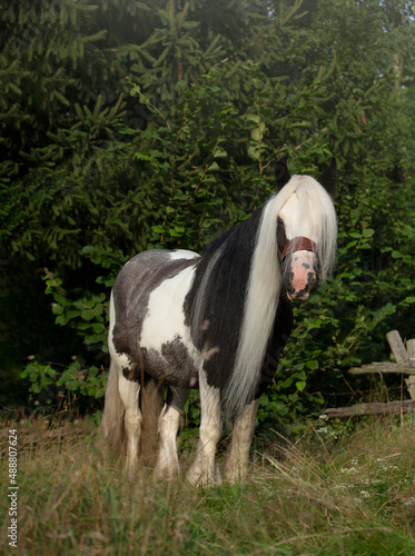 Gypsy Cob