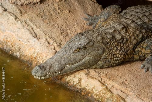 a close-up photo of a crocodile. Reptile and predator