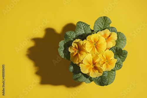Houseplant yellow primrose in a pot on a yellow background with hard shadow and copy space photo
