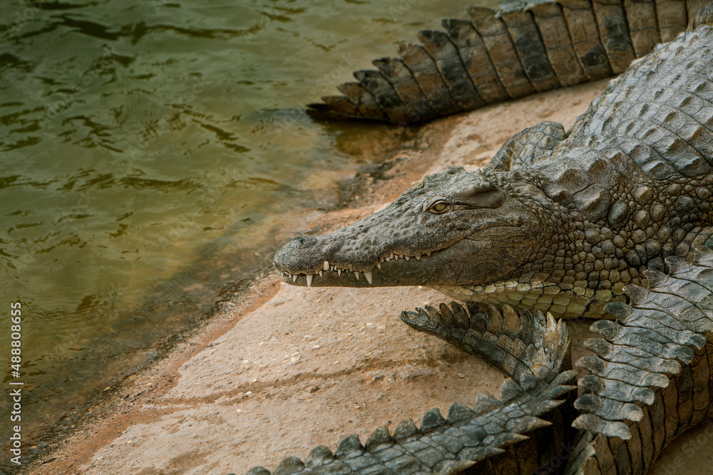 Fototapeta premium photo of crocodiles lying on rocks near a pond. Reptile and predator