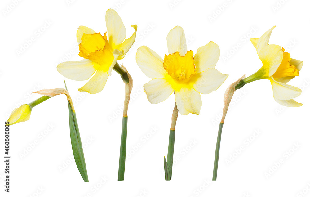 Single isolated yellow flowers Daffodils on white background. Spring season bloom of Jonquil. Blossom of spring flowers narcissus. Celebrating of St. David's Day - obrazy, fototapety, plakaty 