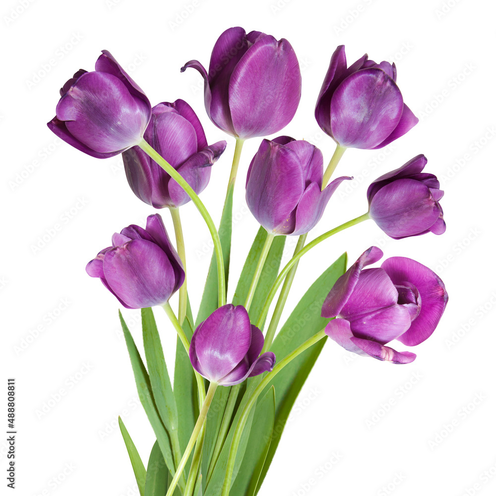 Isolated bouquet of purple tulip flowers on white background. Isolated bouquet of purple tulip flowers on white background.