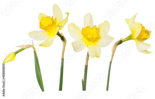 Photo Single isolated yellow flowers Daffodils on white background