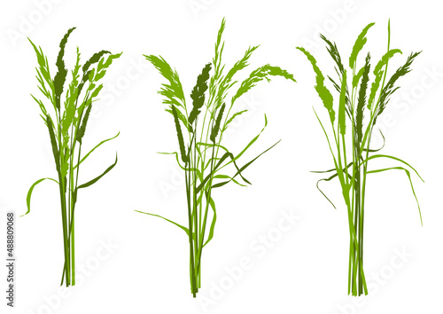 Field herbs bouquets isolated on white - wild grass bunches for spring and summer natural design