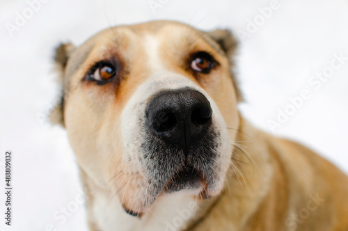 Central Asian Shepherd dog Alabai portrait close up on white background