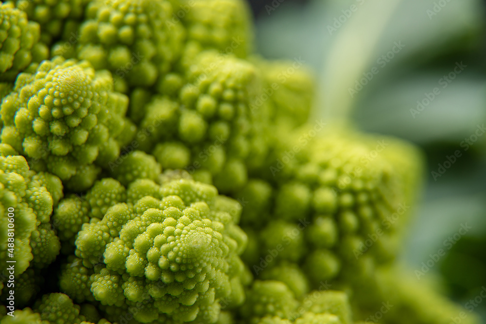 Romanesco broccoli head on a dark stone surface, cabbage, close up, fibonacci sequence, for those who love mathematics Romanesco broccoli head on a dark stone surface, cabbage, close up, fibonacci sequence, for those who love mathematics