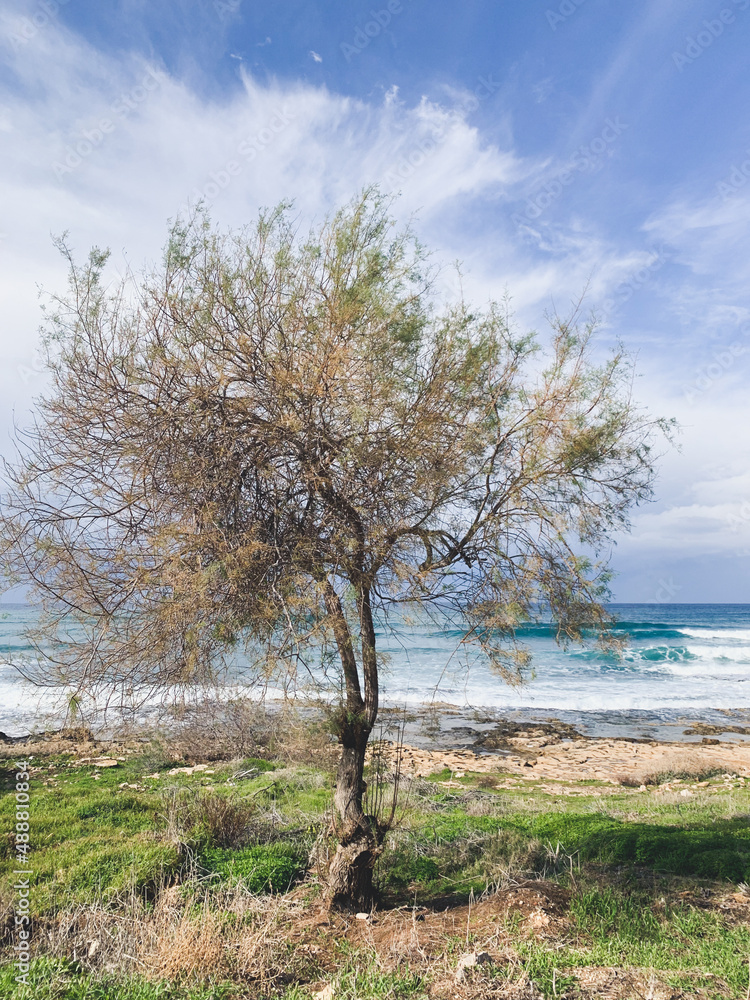 Lonely tree by the sea coast 