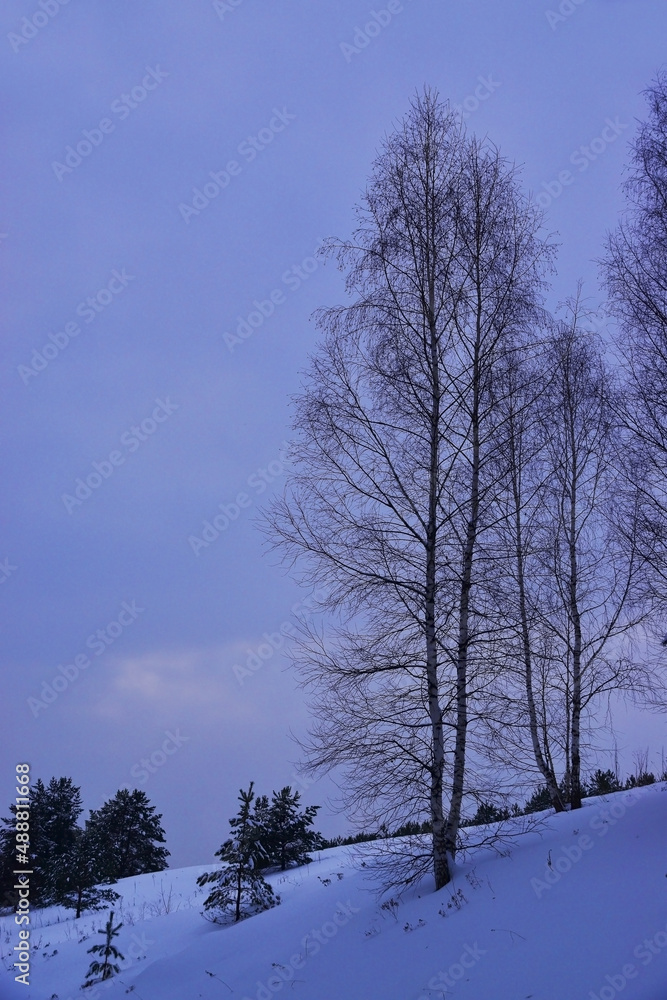Young birches in a snowy field Young birches in a snowy field