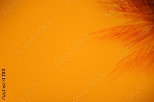 Tropical shadow on the background. Tropic palm leaf. Product display. Natural silhouette on wall. © BillionPhotos.com