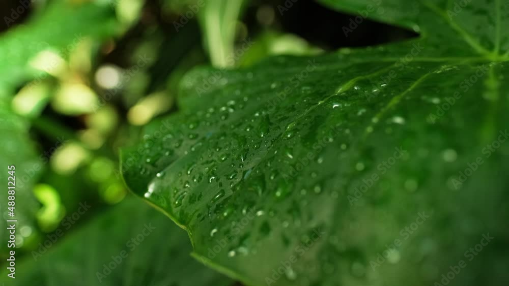 Handheld shot of lush jungle leaf dripping with water. Macro close up Handheld shot of lush jungle leaf dripping with water. Macro close up