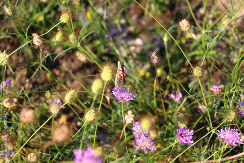 Painted lady butterfly and wildflowers in the meadow. Selective focus.