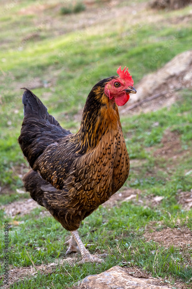 Portrait of red rooster in profile with crest and out-of-focus farm background Portrait of red rooster in profile with crest and out-of-focus farm background